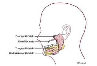 Anatomisk illustration av spottkörtlar i sidovy: öron-, tung- och underkäksspottkörtel