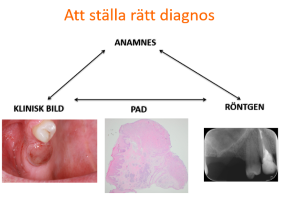 Modell för korrekt diagnos inom orofacial medicin: samverkan mellan anamnes, klinisk bild, PAD och röntgen